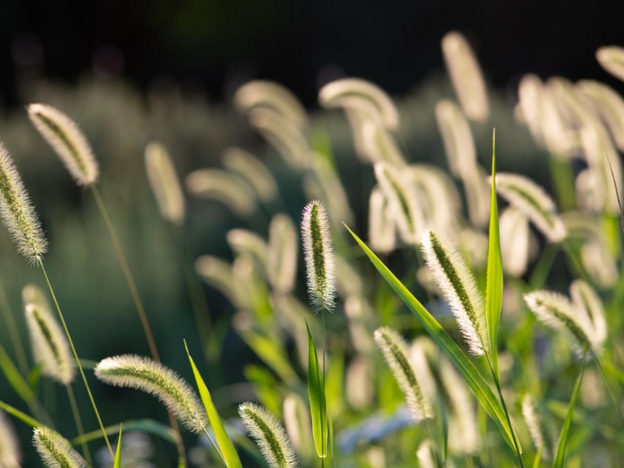 Boreal alopecurus taking over my lawn how to get rid