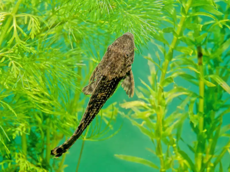 How big do rubber lip plecostomus get