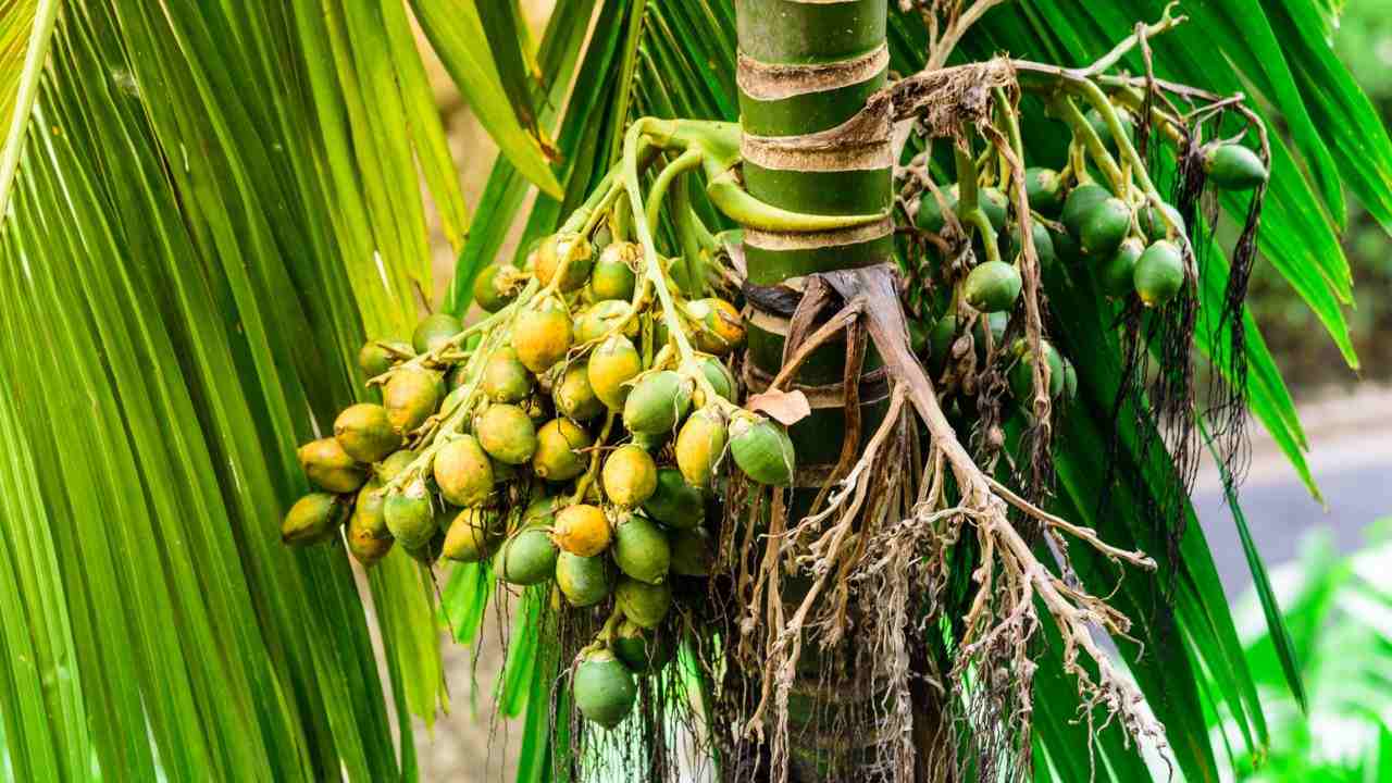 How big around is a 7 gallon areca palm tree