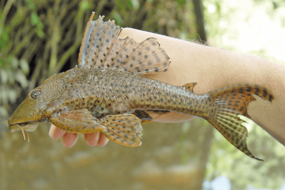 How big do rubber lip plecostomus get