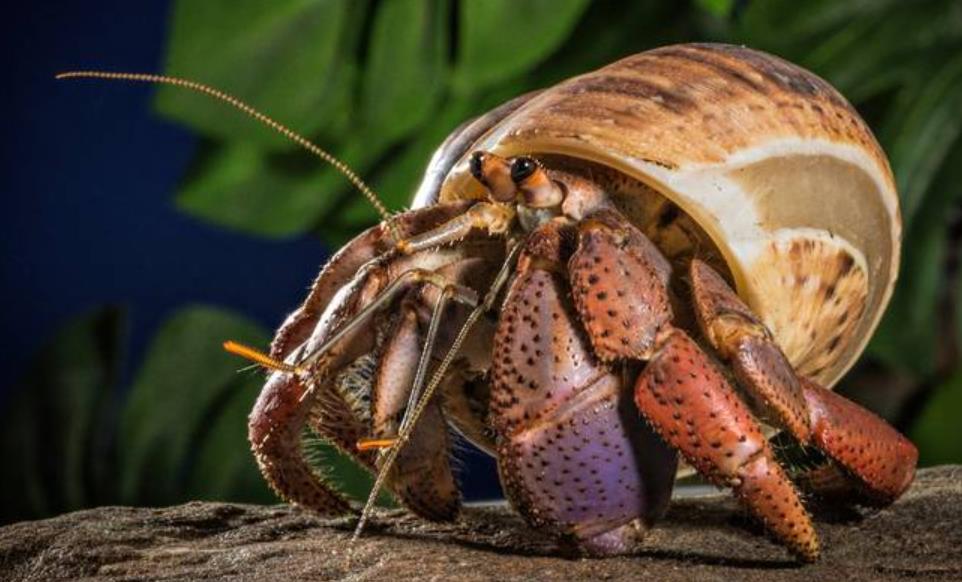 How big do purple pincher hermit crabs get