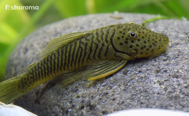 How big do rubber lip plecostomus get