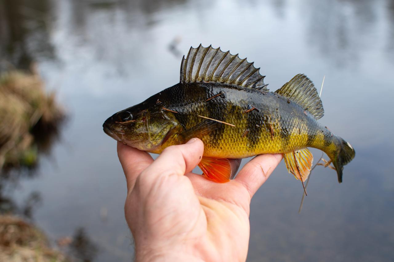 How big does a perch have to be to keep