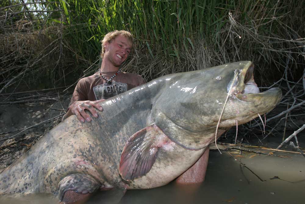 How big can catfish get in lakes